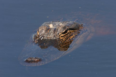 gator