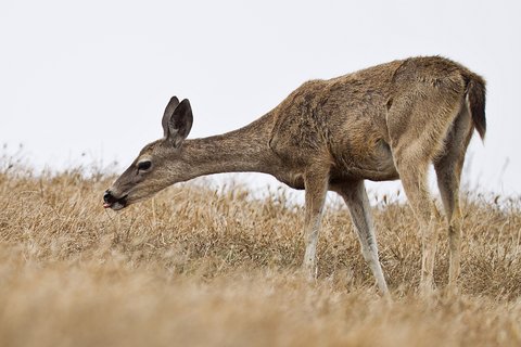 deer blacktail