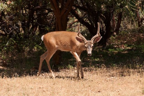 deer blacktail