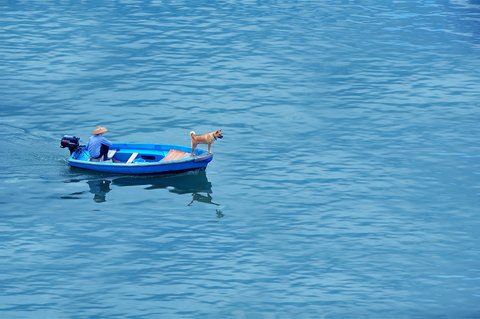 fisherman boat dog fisherman boat dog