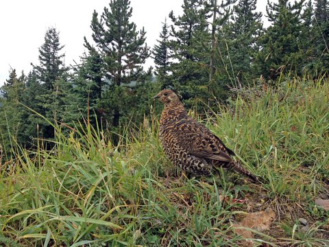 grouse