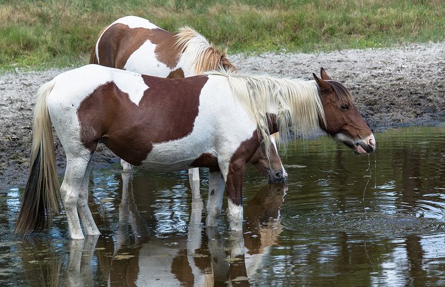 horses wild