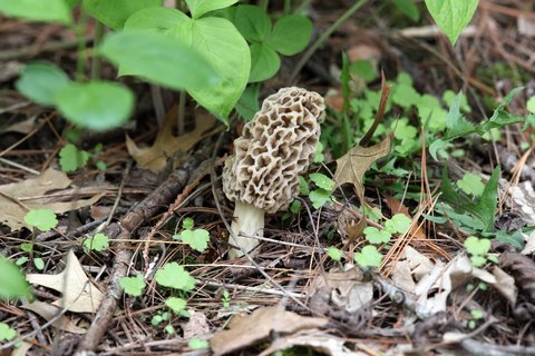 morel