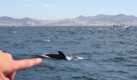 pilot whales