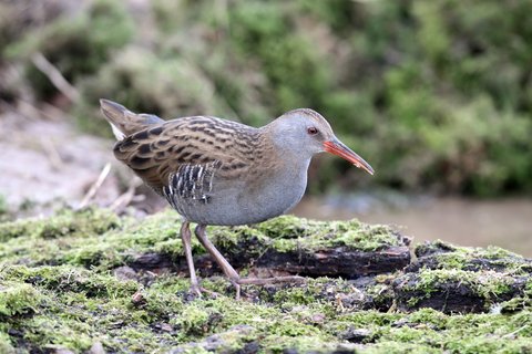 Rail bird