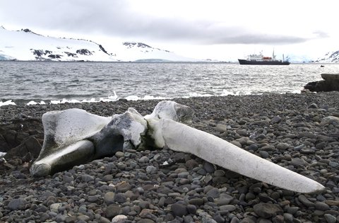 whale bone