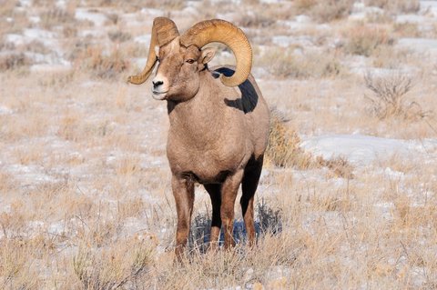 bighorn sheep