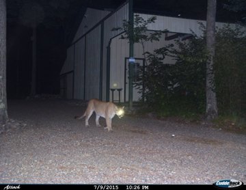 cougar-wisconsin