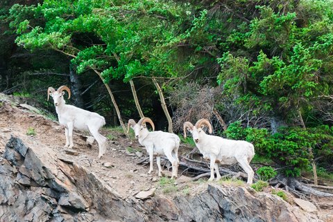 dall sheep