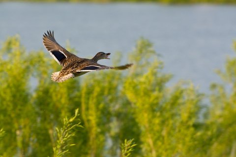 duck flying