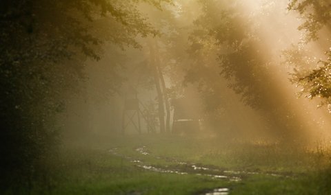 forest fog