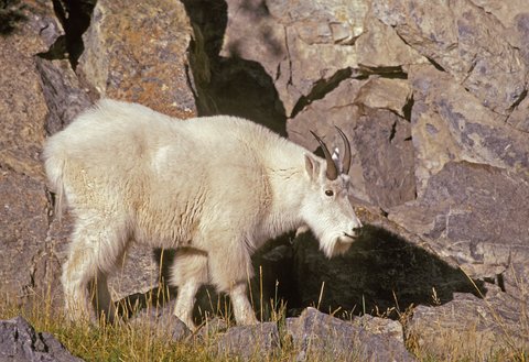 mountain goat