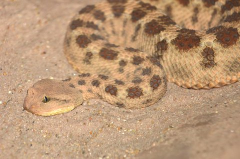 rattlesnake 2