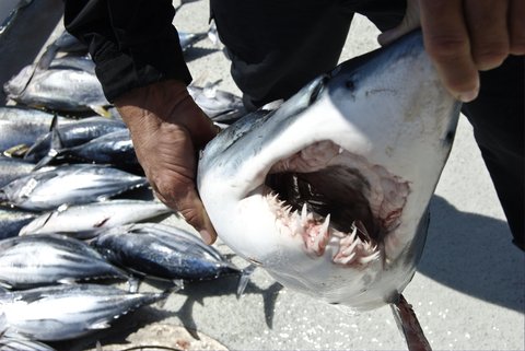 shark on dock