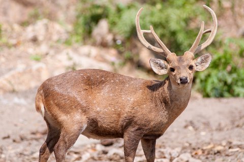 whitetail buck