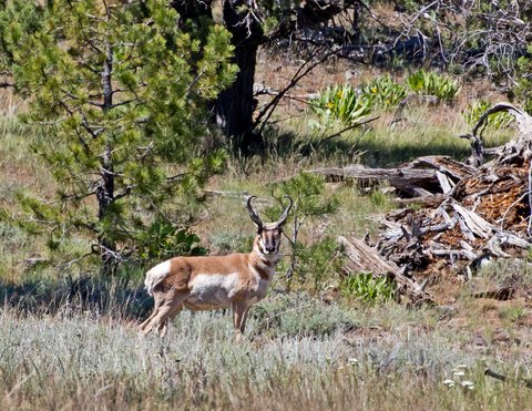 antelope pronghorn