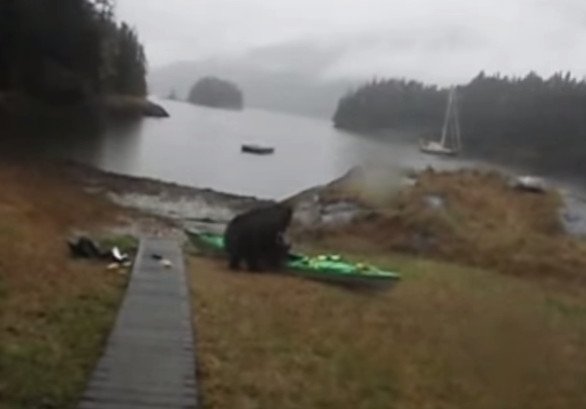 bear-kayak