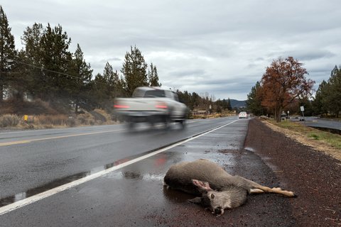 roadkill deer