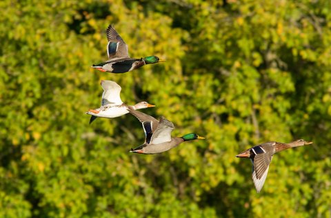 ducks flying