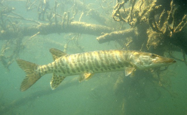 muskie-1