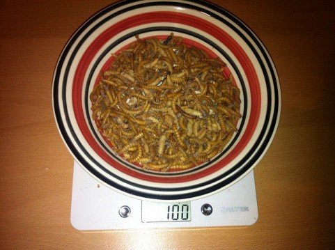 100-grams of mealworms