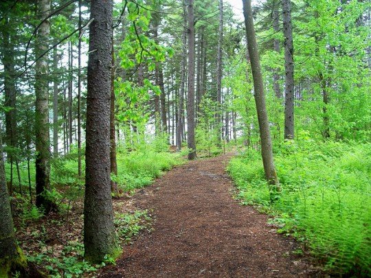 maine trail