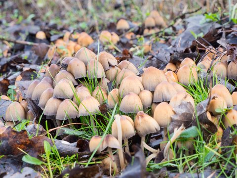 mica caps