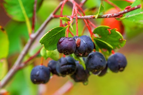 chokecherry