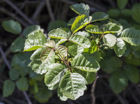 poison oak