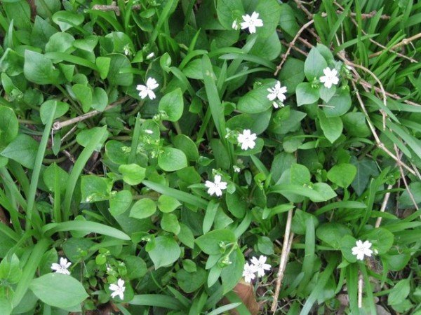 Purslane