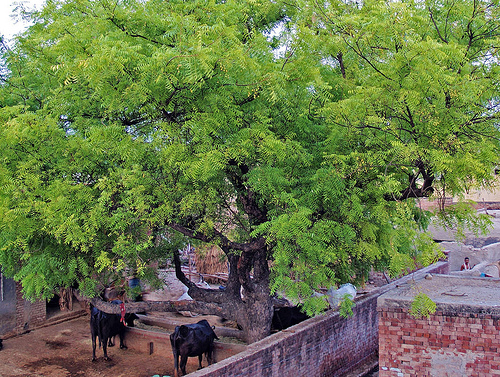 Neem oil