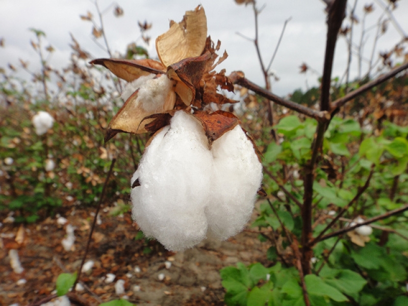 Use cotton balls and liquid soap to remove ticks