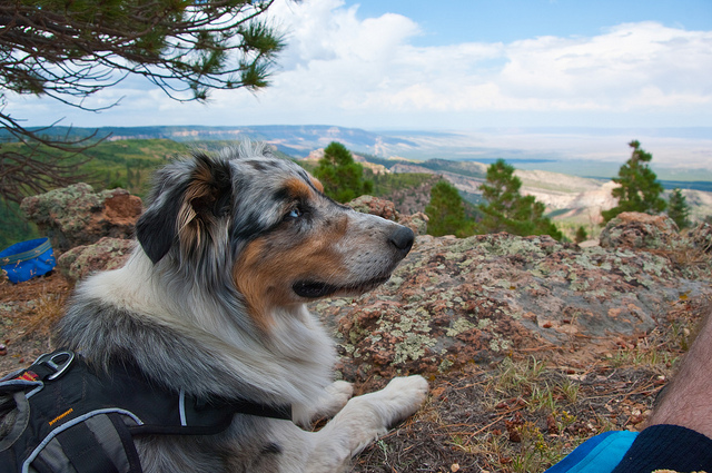 Kaibab National Forest