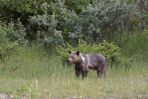 A stallion of a bear