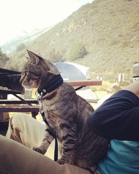 #CampingWithCats