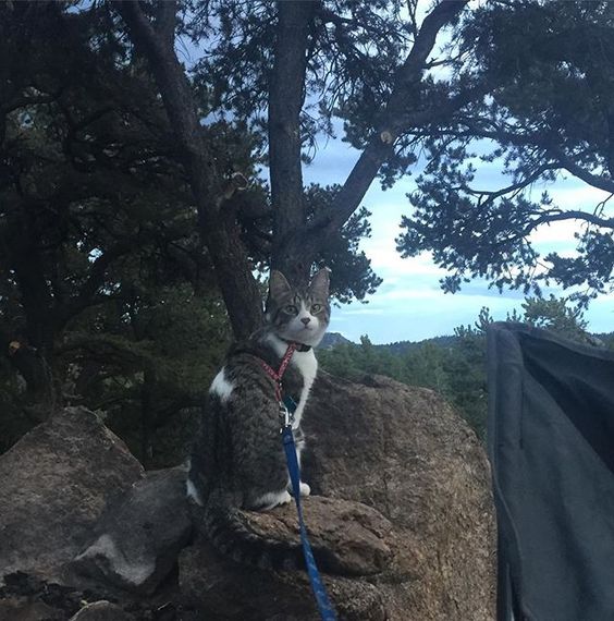 #CampingWithCats