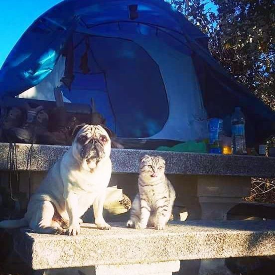 #CampingWithCats