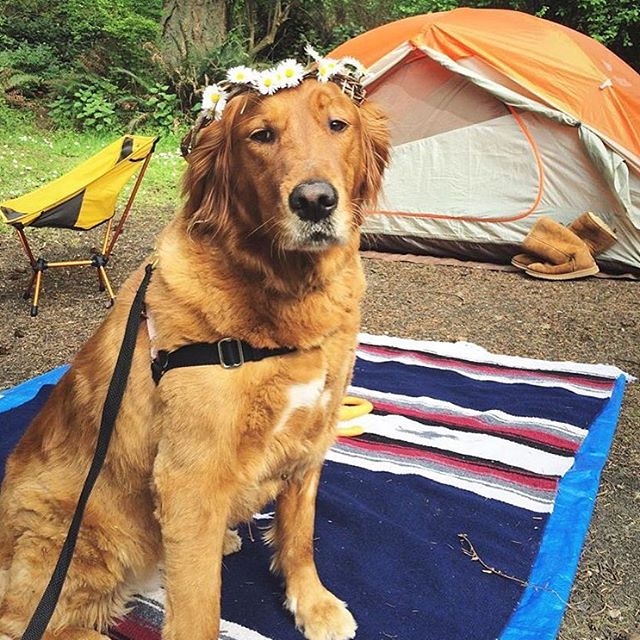 Camping With Dogs