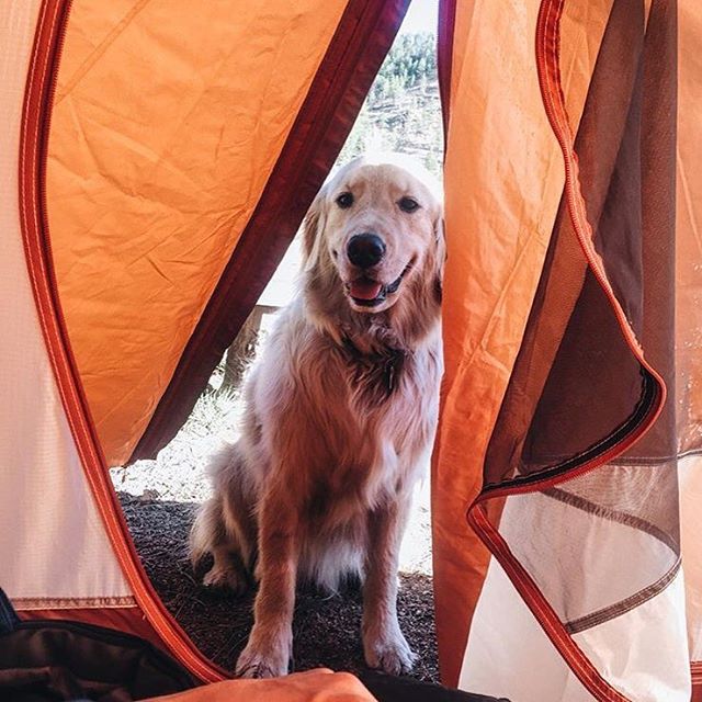 Camping With Dogs