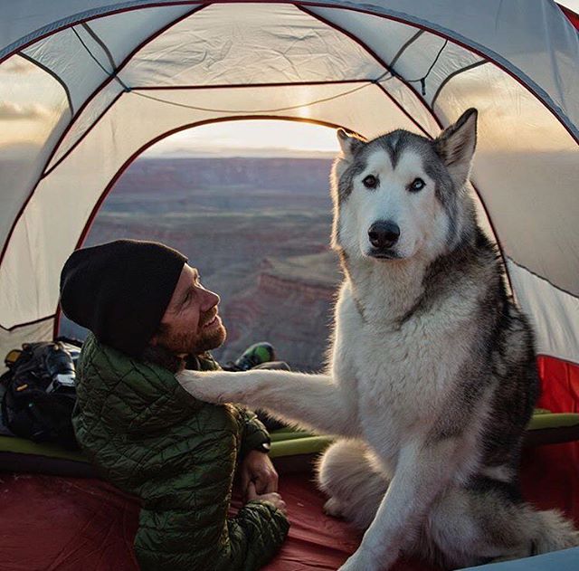 Camping With Dogs