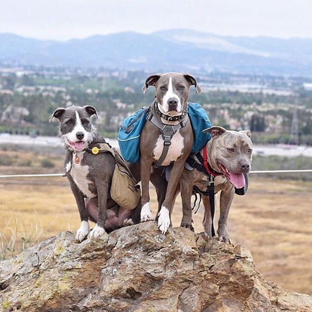 Camping With Dogs