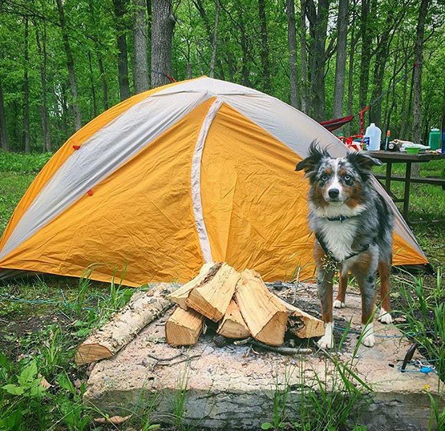 Camping With Dogs