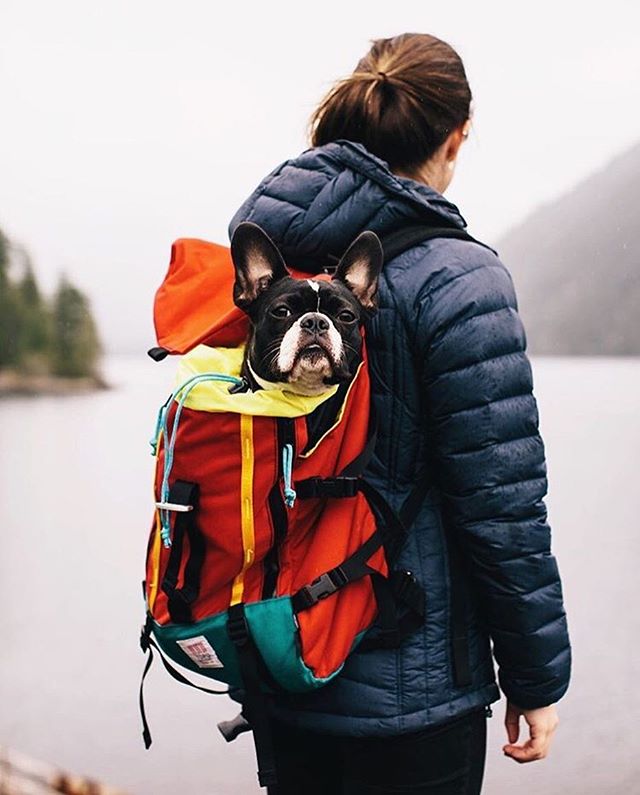 Camping With Dogs