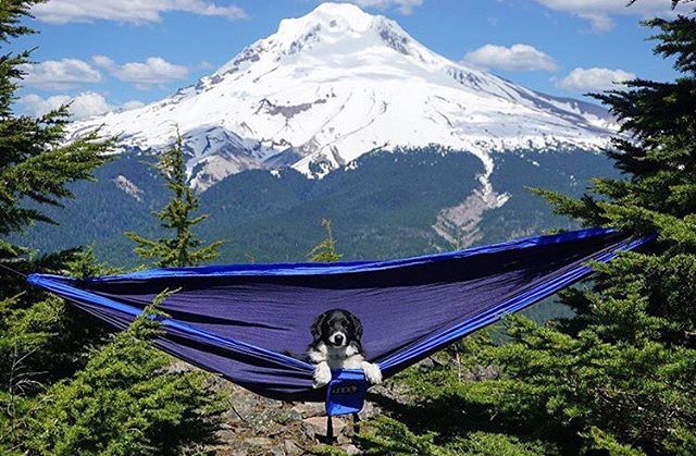 Camping With Dogs