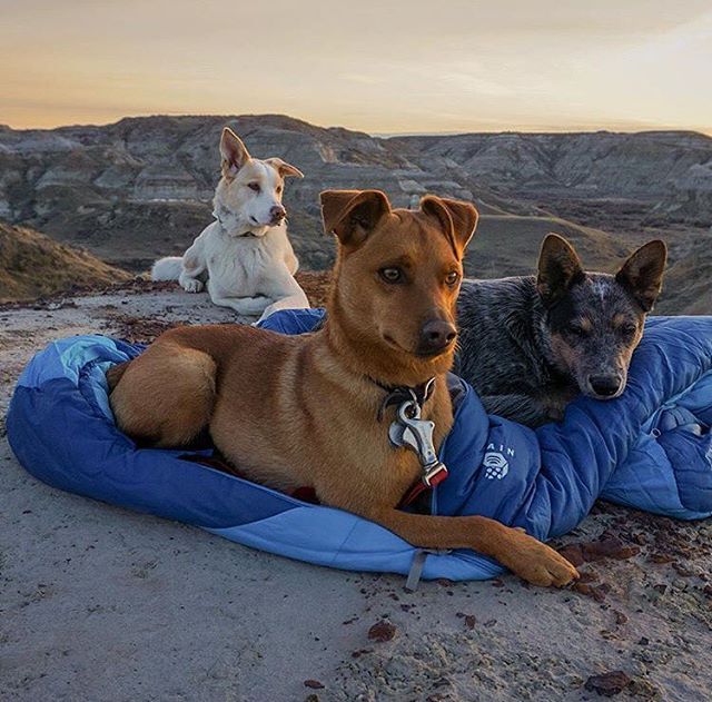 Camping With Dogs