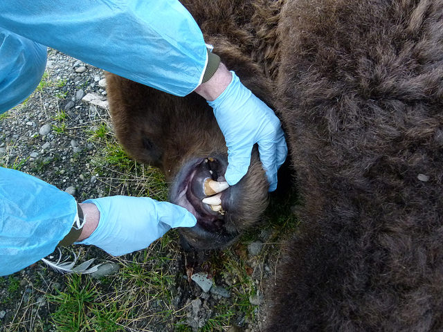 Katmai National Park