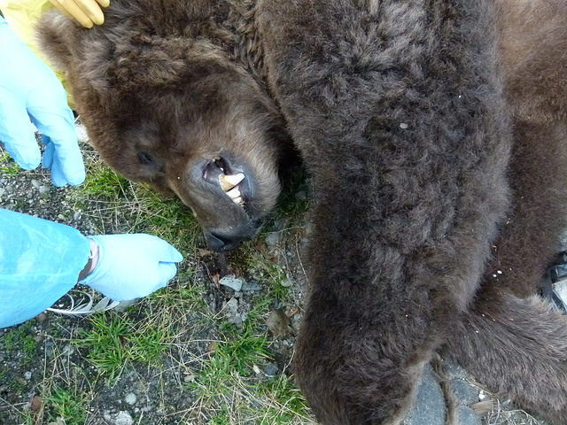 Katmai National Park