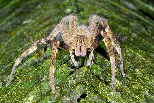 Brazilian Wandering Spider