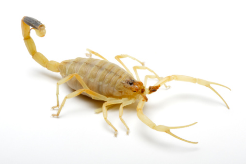 Deathstalker Scorpion