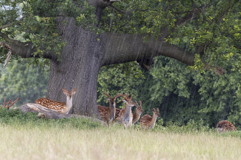 Deer in the rain